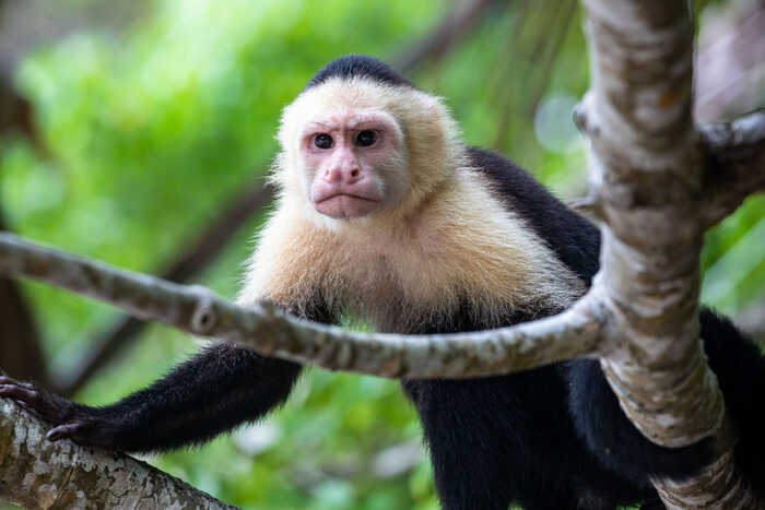 Costa Rica