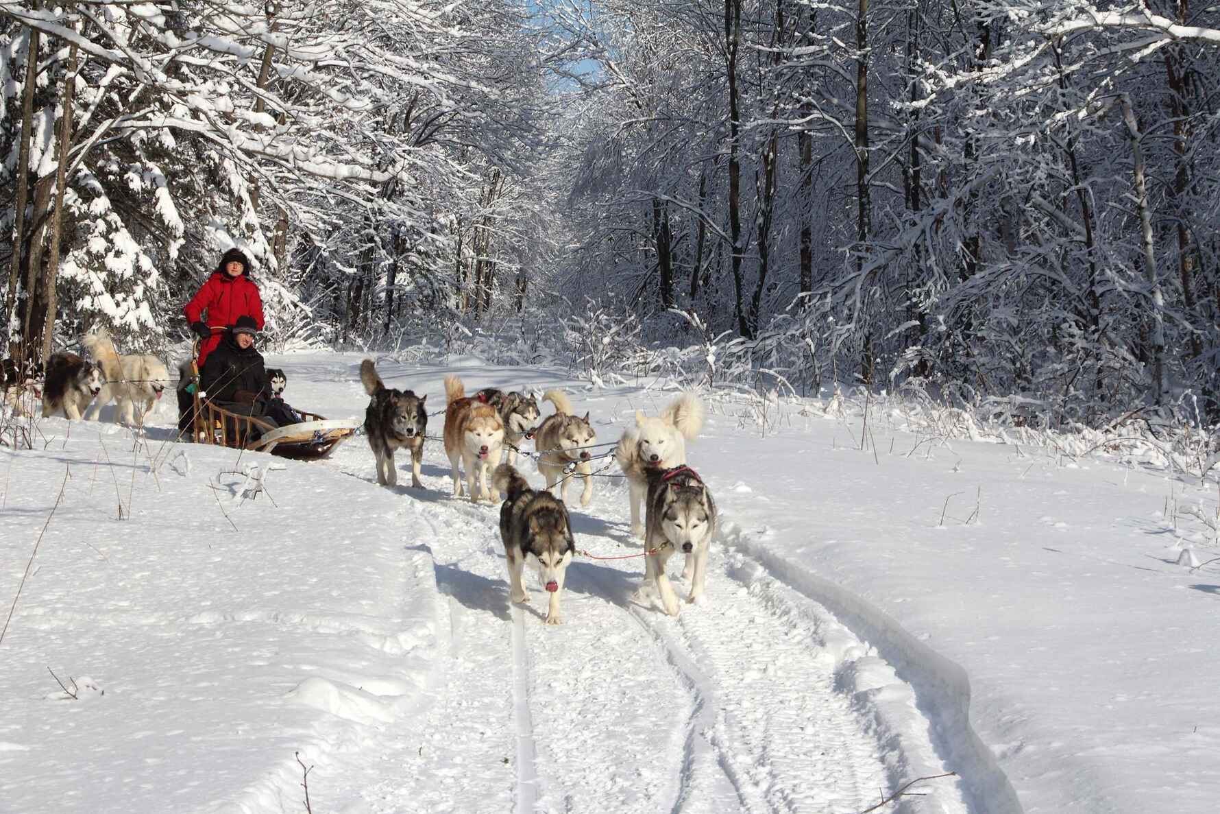 Husky dogs pulling a sled in the snow